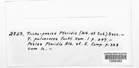 Trichopeziza pteridis image
